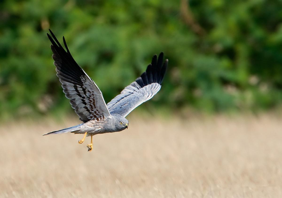 Ejemplar de aguilucho cenizo, Ave del Año en España