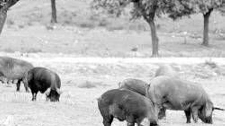 La producción de cerdo ibérico aumenta un 50% en 7 años