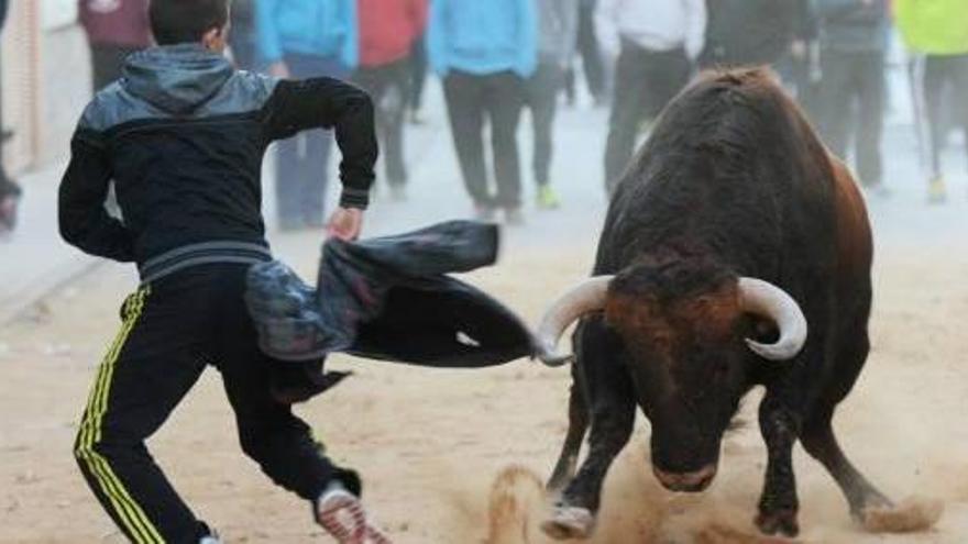 La celebración de Sant Antoni acogió numerosos festejos taurinos en varios municipios de la C. Valenciana.