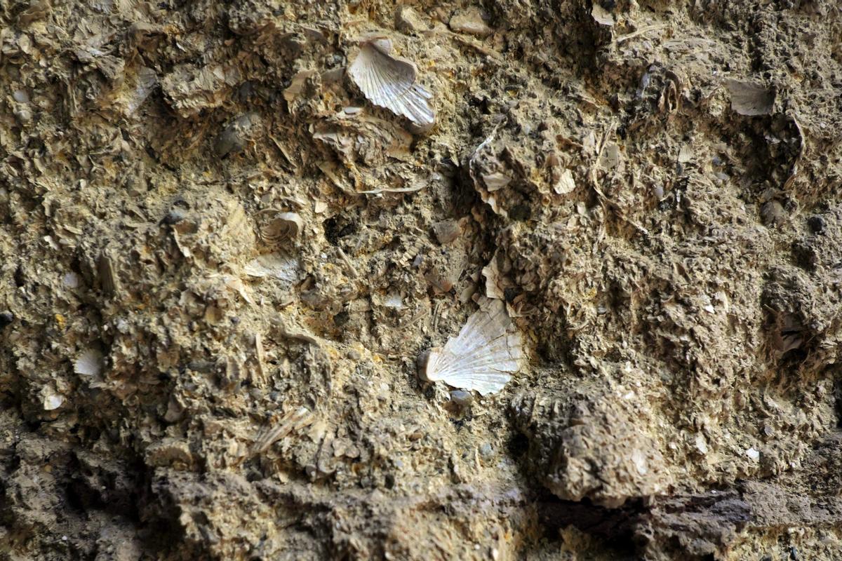 Conchas fósiles en la piedra arenisca de La Alcazaba, de origen marino.