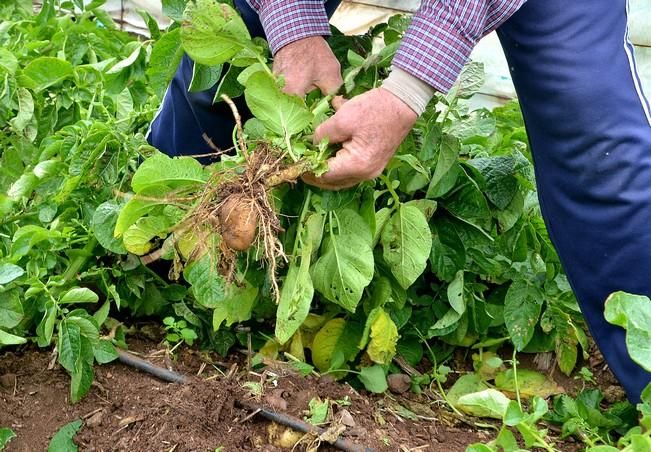 Pepe Guedes, agricultor orgánico