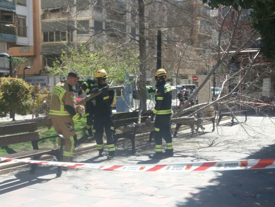 Caída de un árbol en el Parque de Benalúa en Alicante