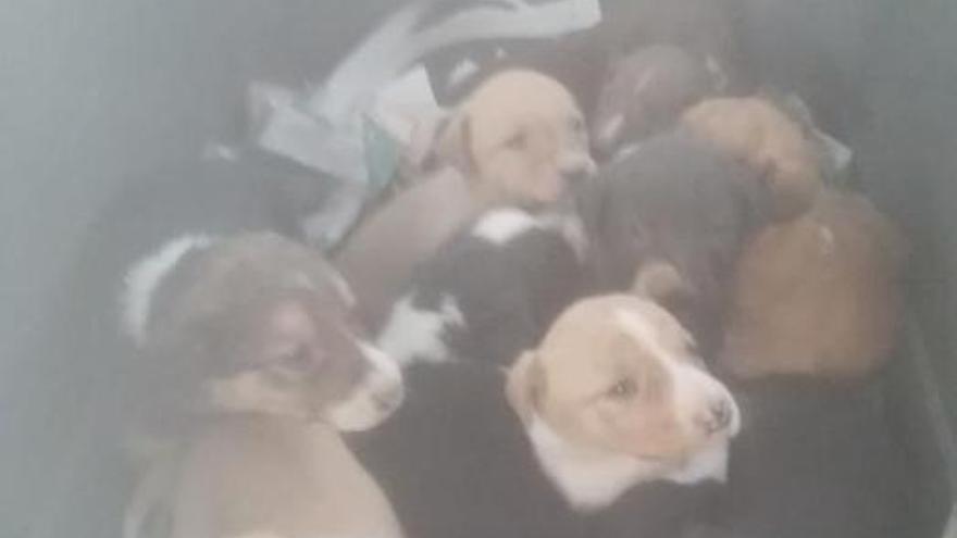 Salvan a 12 cachorros que estaban a ocho metros de la entrada de un desagüe en Chiva