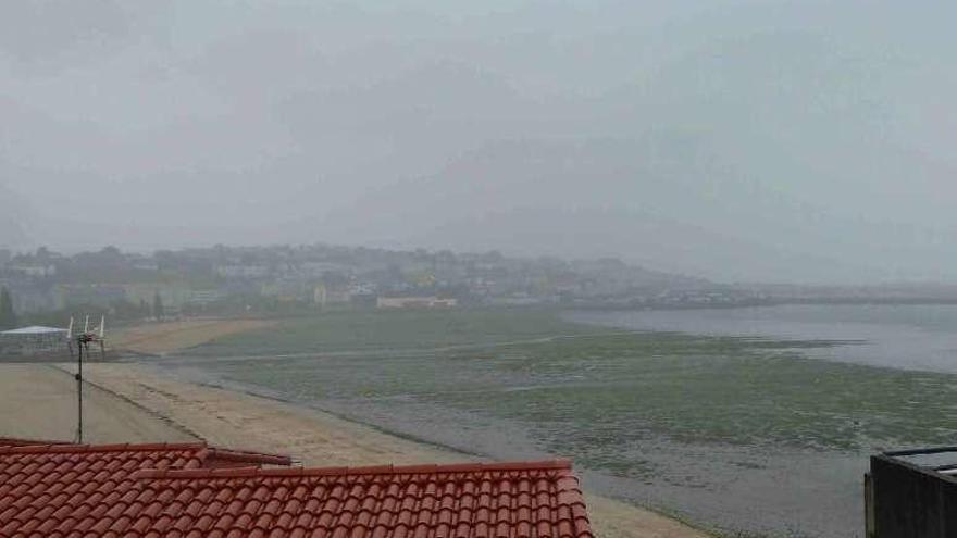 Pradera marina de la playa de Sada.