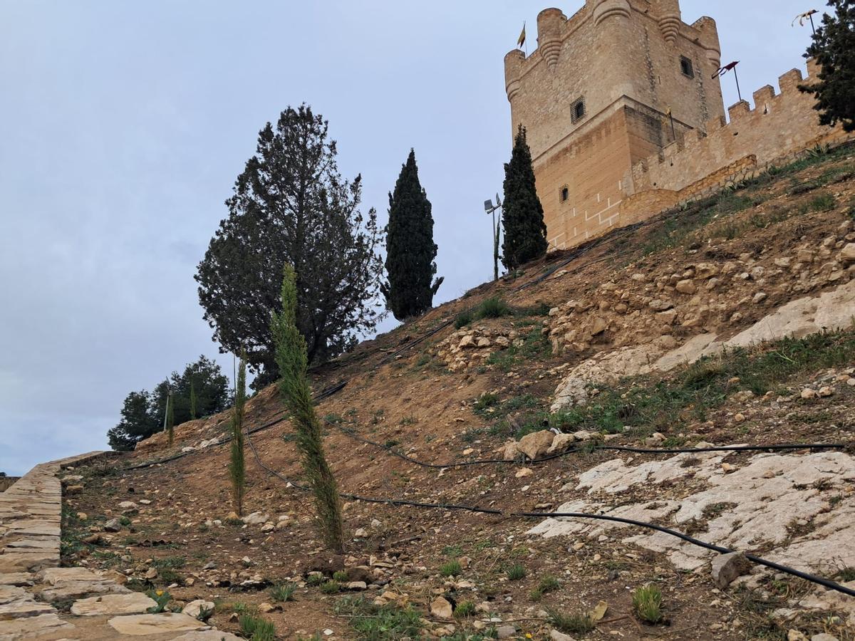 Nuevos ejemplares plantados en los alrededores del castillo.