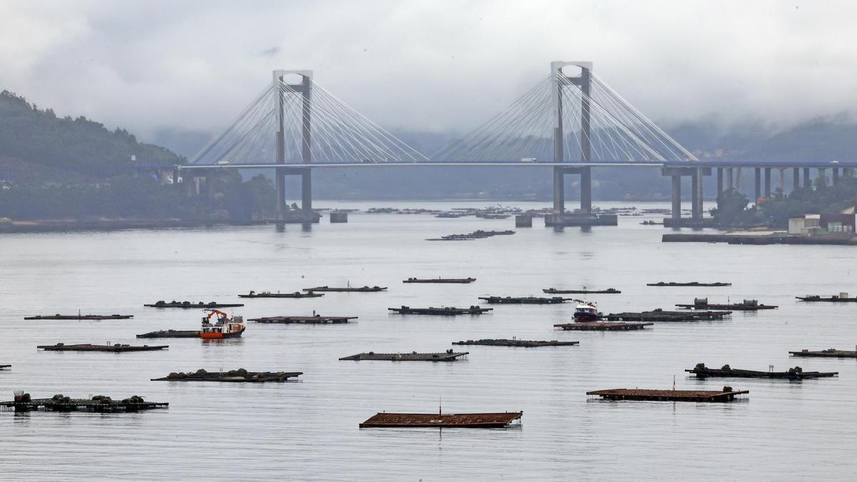 Vista del puente de Rande y bateas en la ría de Vigo.