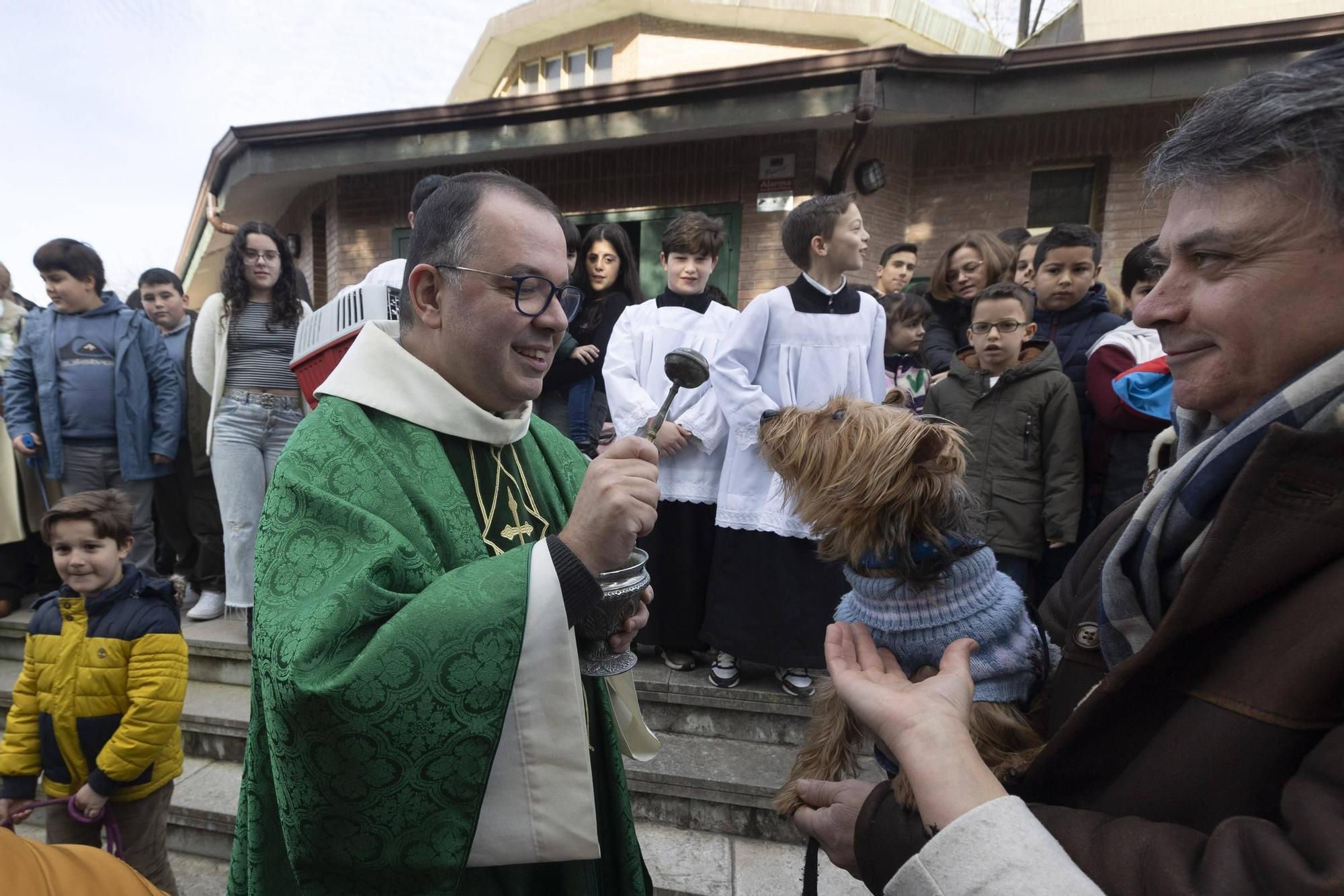 EN IMÁGENES: Así ha celebrado Avilés el día de San Antón junto a sus mascotas