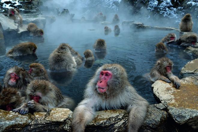 Macacos de la nieve de Jigokudani.