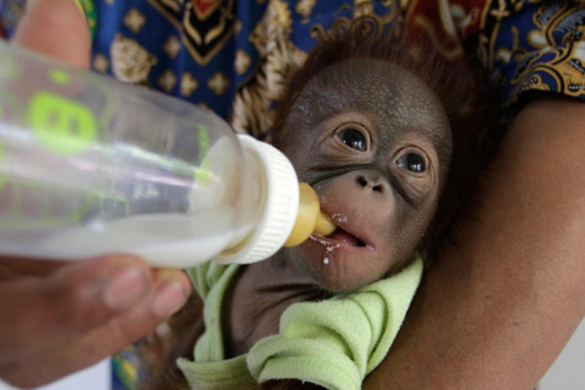 El zoo de Surabaya, a Indonèsia, ara suma 16 orangutans amb l’arribada del bebè orangutan Damai.