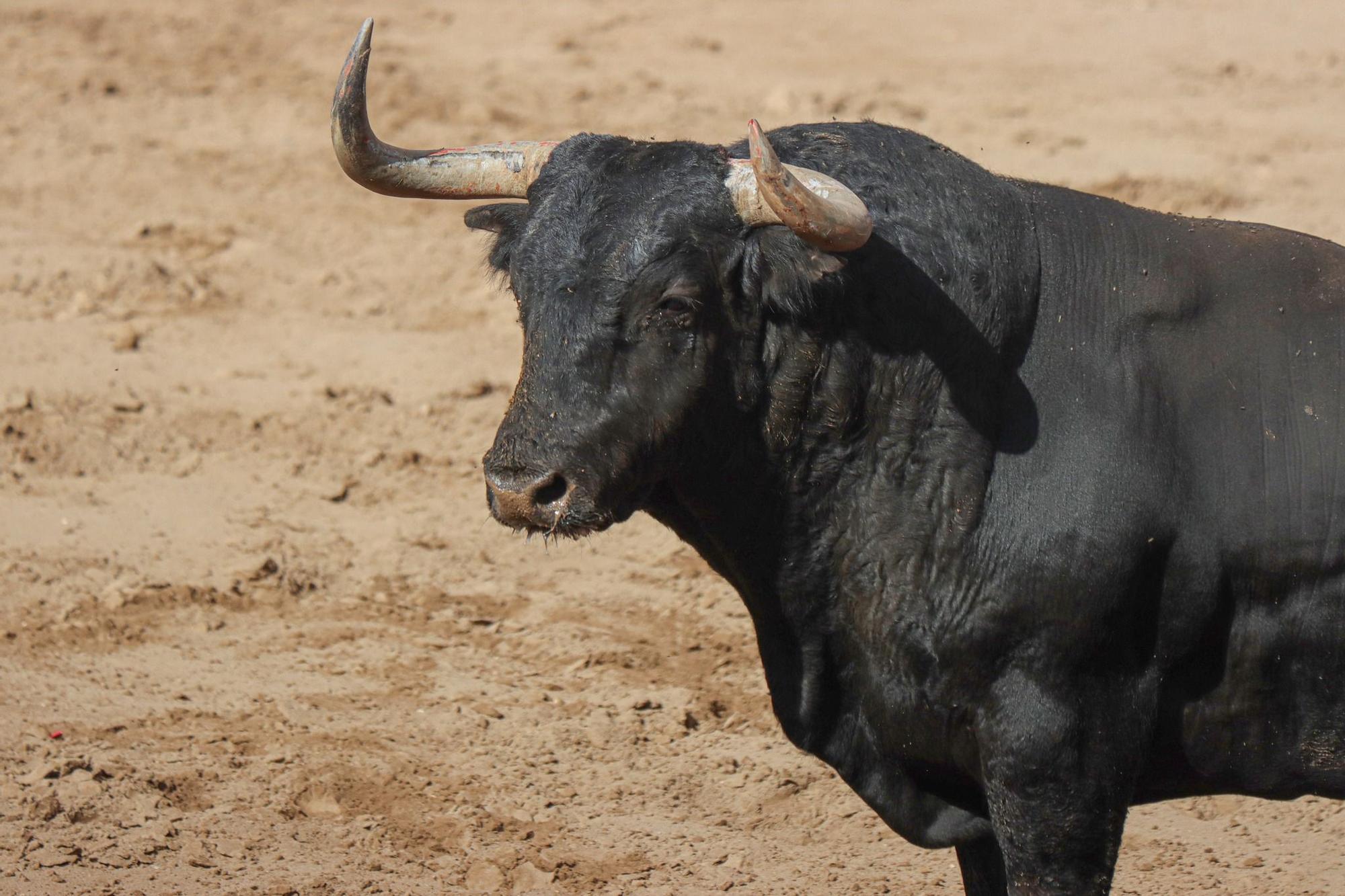 Las mejores imágenes del primer encierro de la Fira d'Onda