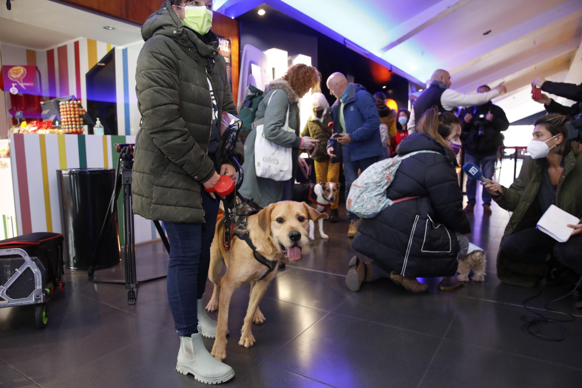 En imágenes: los perros ya van al cine en Gijón