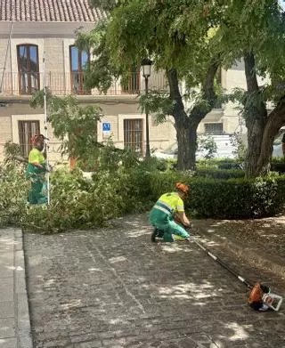 Cáceres pone el foco en el estrés hídrico del arbolado ante el riesgo de caída de ramas