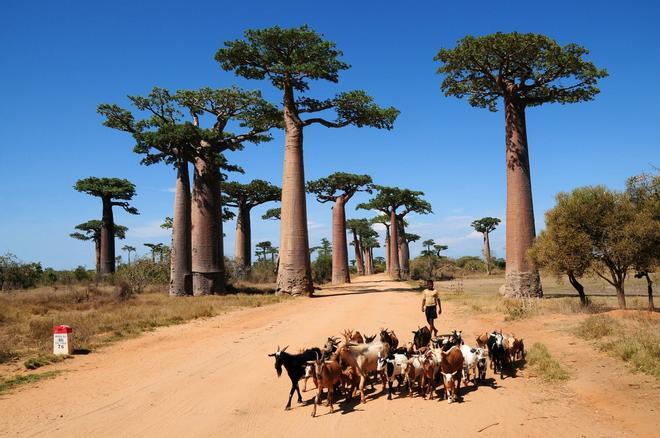 Avenida de los Baobabs, Madagascar