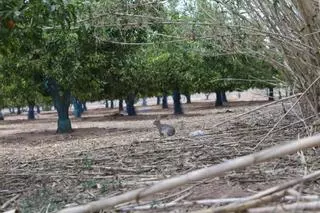 Seis municipios de la Ribera en alerta por un exceso de conejos que daña las cosechas