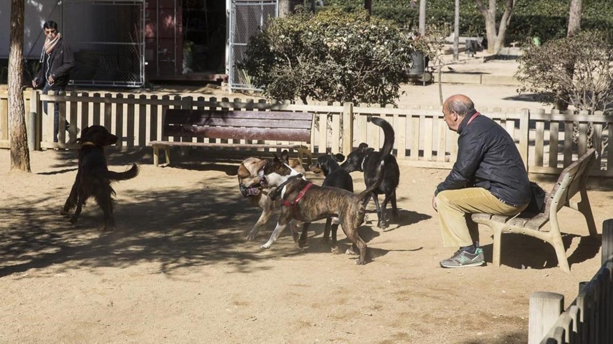 Un hombre contempla a varios perros que juegan en el parque Joan MIró.