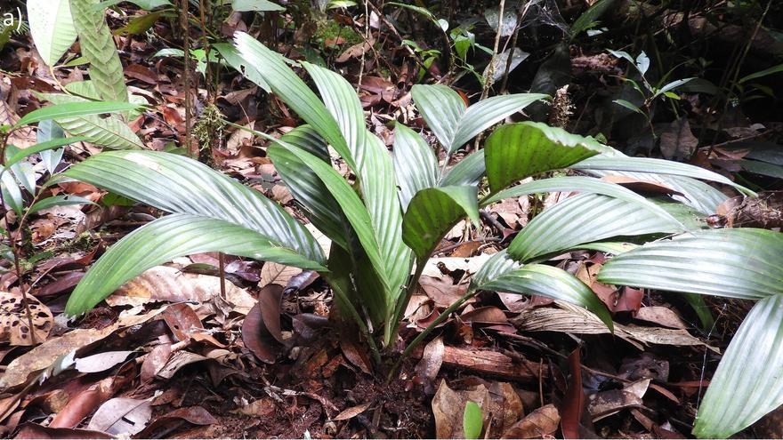 Descubren la primera especie de palmera que florece y fructifica bajo tierra