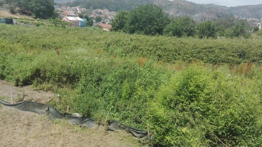 Un terreno lleno de maleza en Soutomaior. / FdV