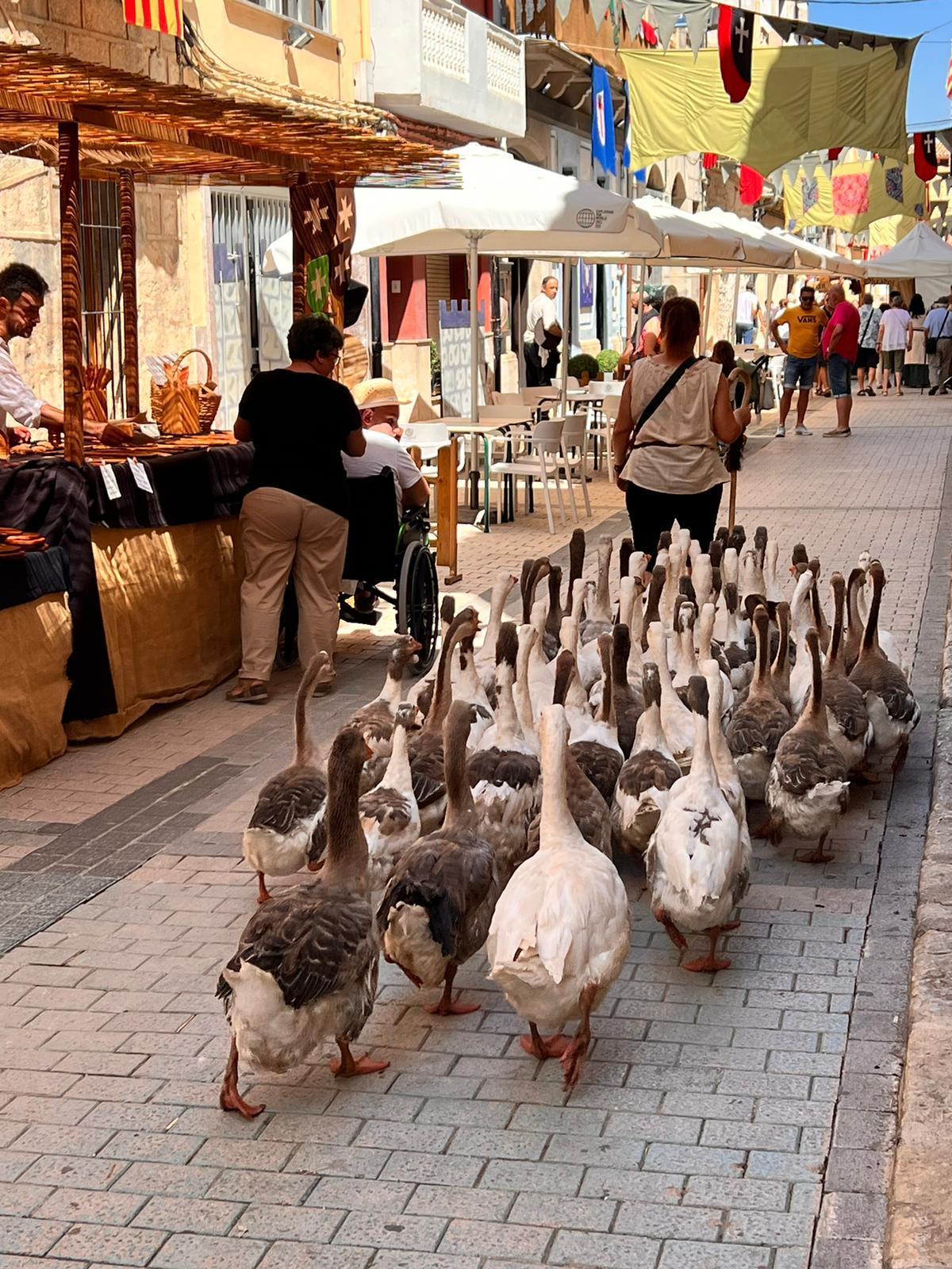 La recua de ocas no ha faltado al recorrido del mercado.