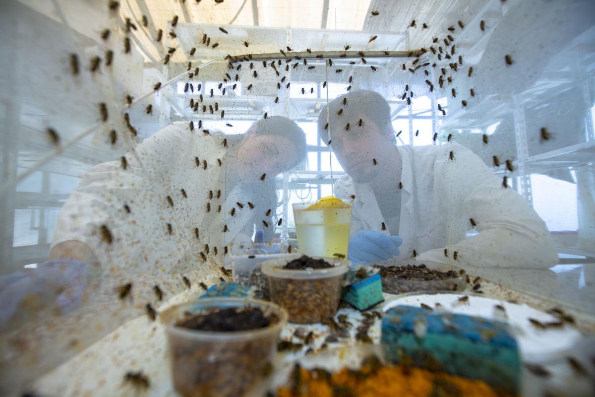 Imagen de una de las jaulas en las que se crían las moscas de la fruta en la Universidad de Alicante