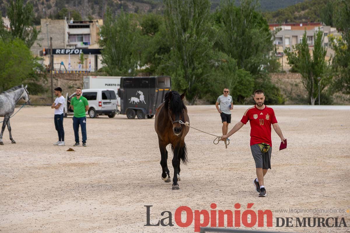 Control veterinario de los Caballos del Vino en Caravaca