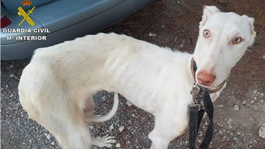 Uno de los perros hallados en una finca de Polop.