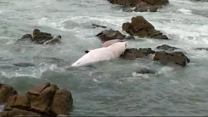 El mar arrastra el cadáver de una ballena a la costa de Oia