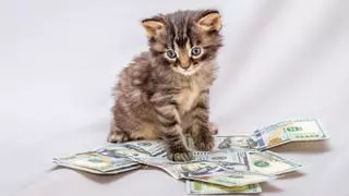 Las razas de gatos más exclusivas y caras que te harán desear ser millonario