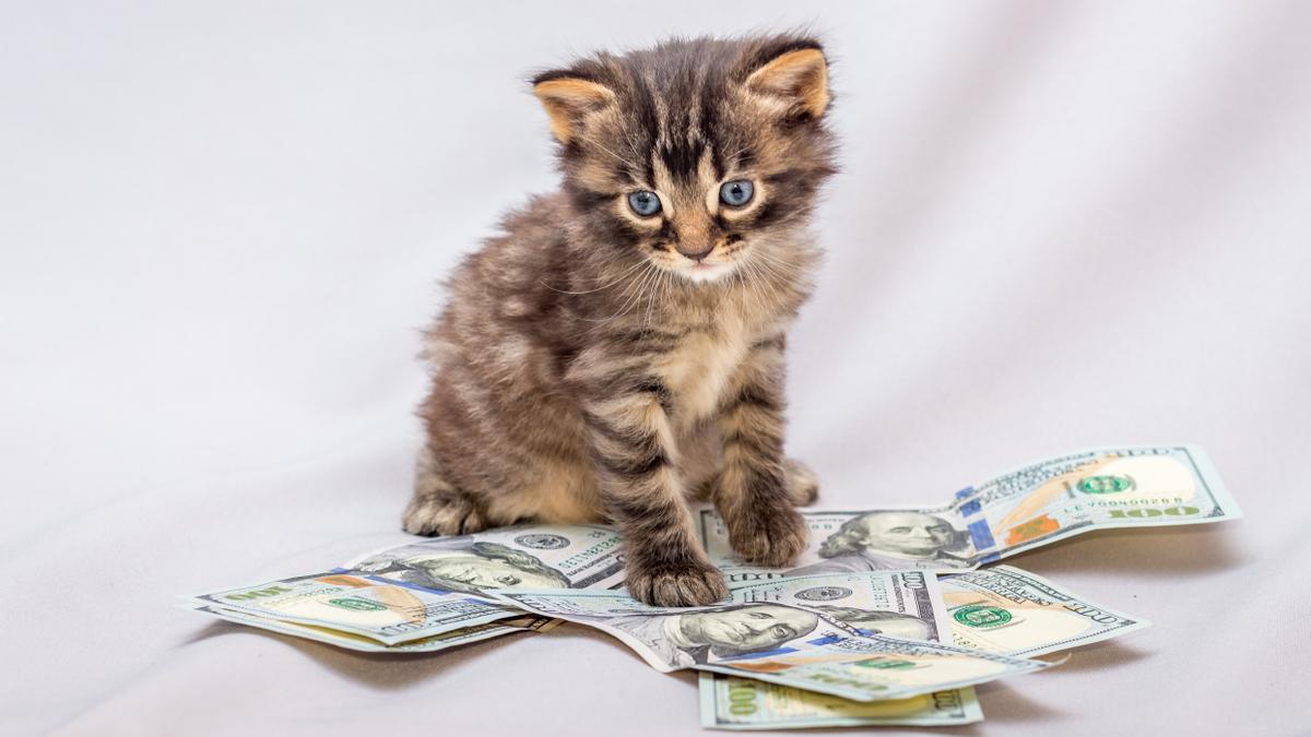 Las razas de gatos más exclusivas que te costarán una fortuna: ¡Más caro que un diamante!