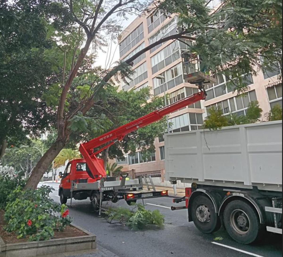 Retirada de un árbol en Benito Pérez Armas por «riesgo de caída».