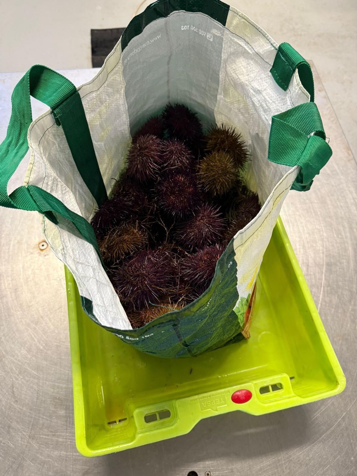 Los oricios inautados por la Guardia Civil en Ribadesella.