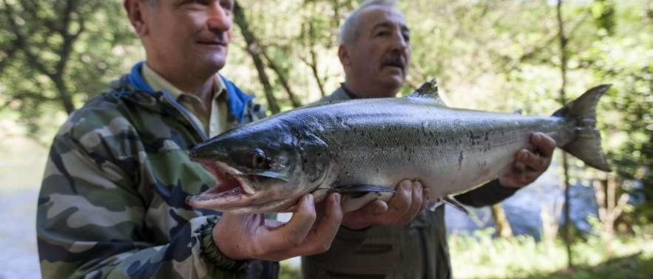 El primer ejemplar salido este año de las aguas del Ulla se pescó en Ximdonde. // Bernabé/Cris M.V.