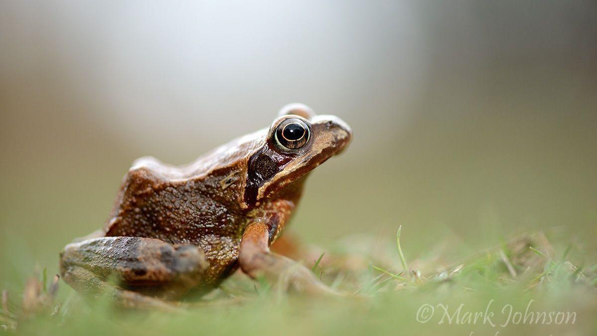 Las ranas se reproducen de forma peculiar