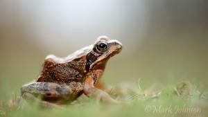 Las ranas se reproducen de forma peculiar