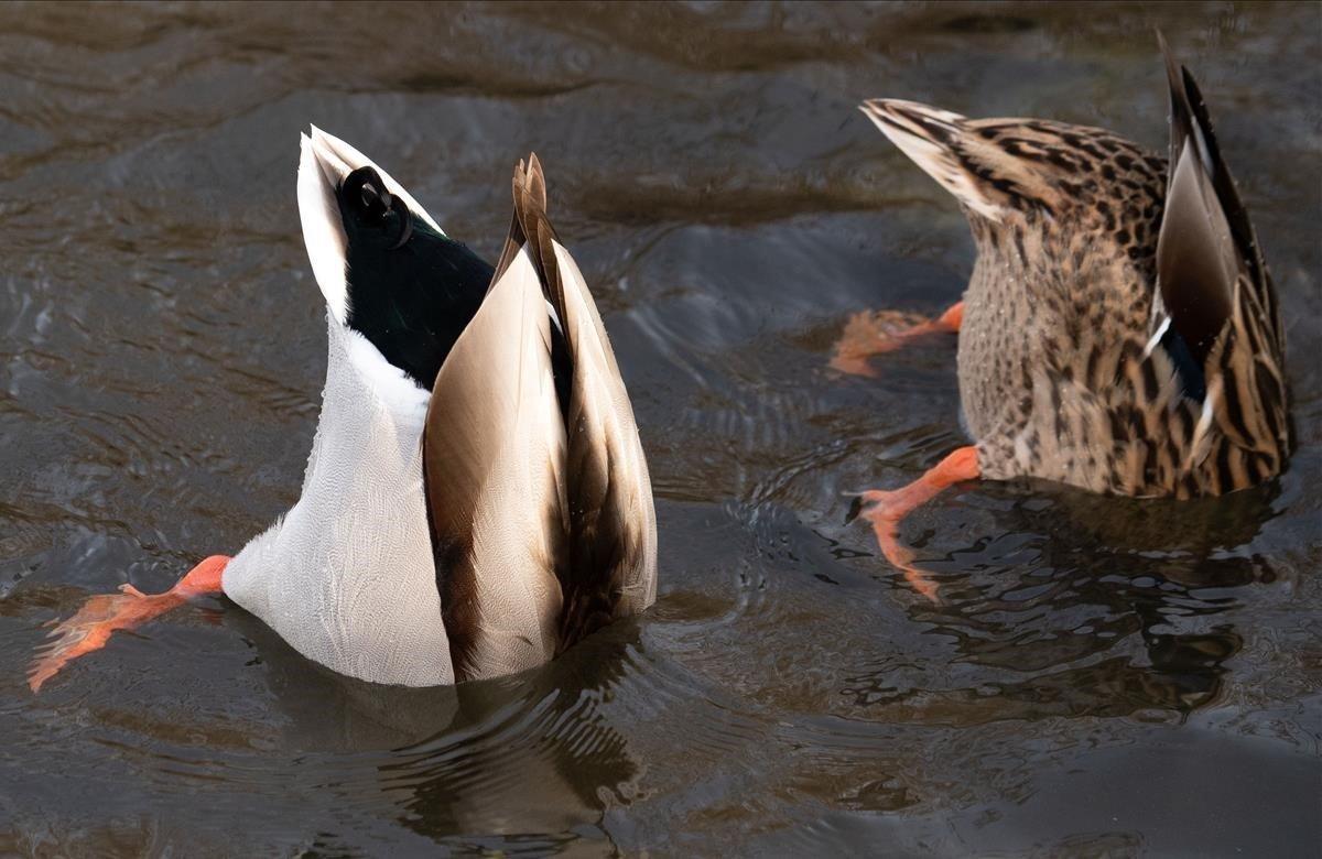 Dos patos silvestres se zambullen en busca de comida en el lago Wannsee, Berlín.