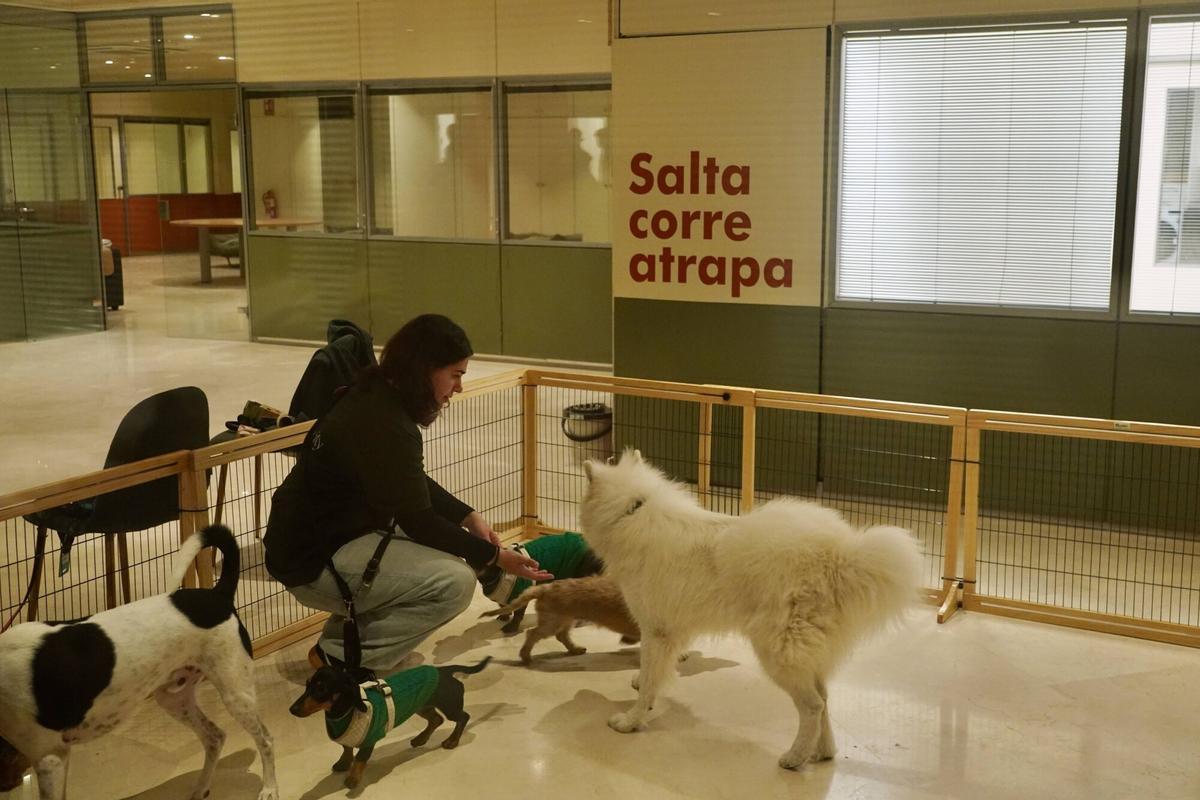 Dog City: el primer hotel para perros abre sus puertas en Málaga
