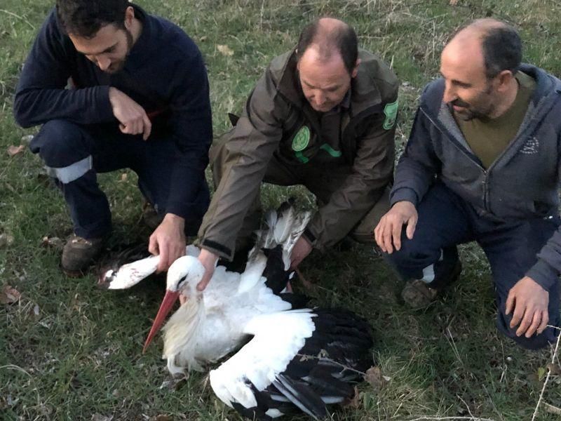 Rescate de una cigüeña blanca en Rabanales.