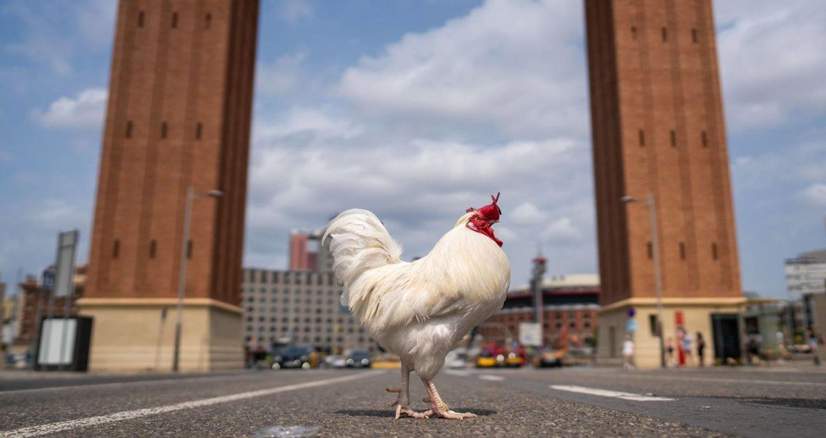 El gall de la plaça d’Espanya El gall de la plaça d’Espanya
