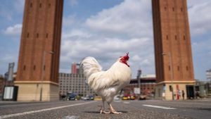 El gall de la plaça d’Espanya