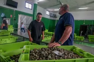 Vilaxoán ya es la cuarta lonja más importante de Galicia en ventas de almeja y berberecho