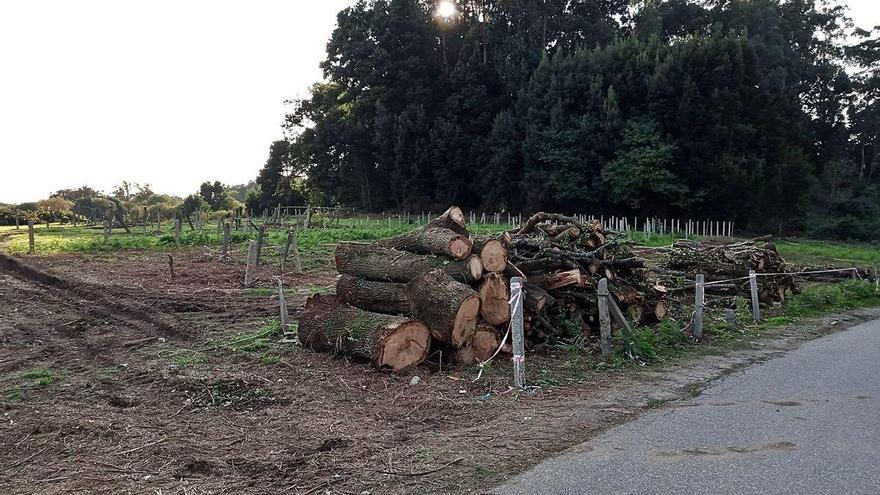 Estado en el que quedó la zona talada.