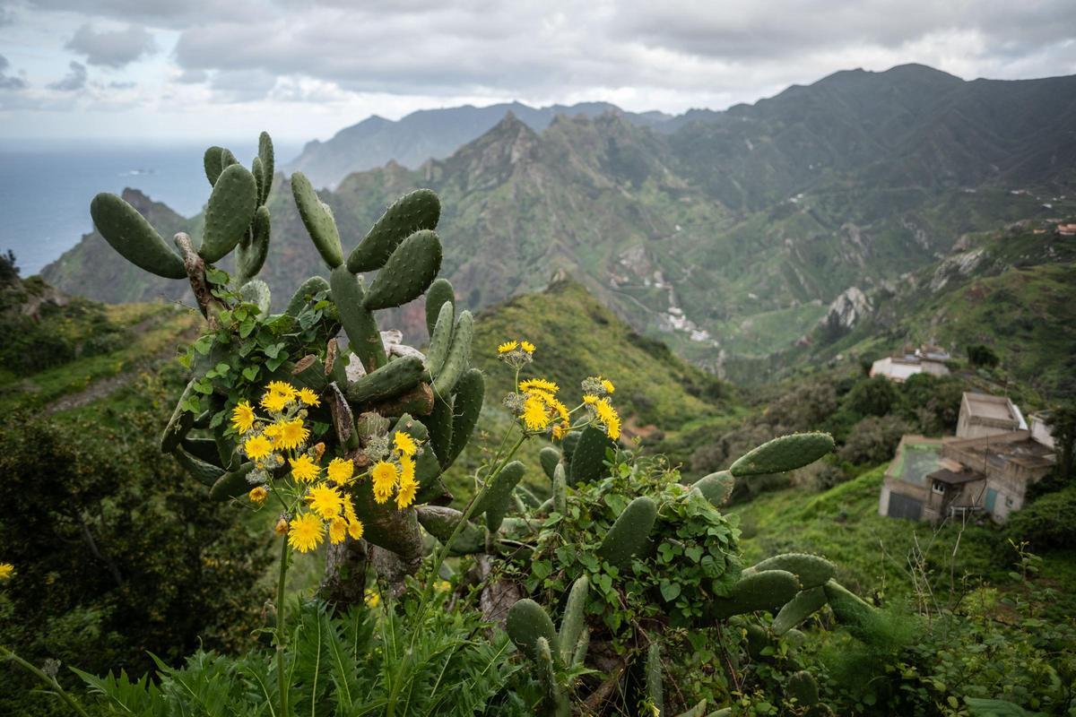Un viaje a la Anaga profunda: Taborno