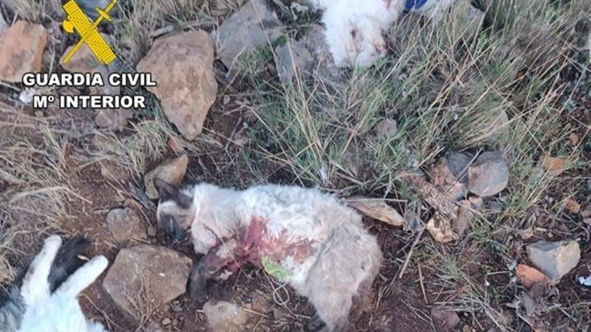 La Guardia Civil de Teruel esclarece la muerte de varios gatos disparos Puebla Valverde.