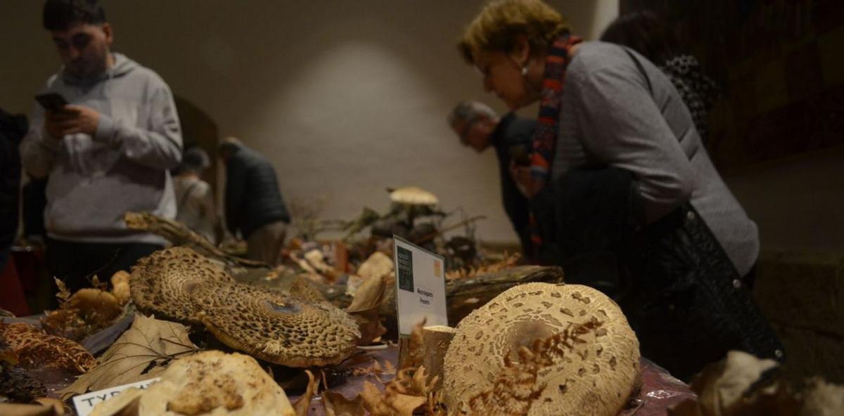 Los benaventanos observan los hongos expuestos en la muestra. | E. P.