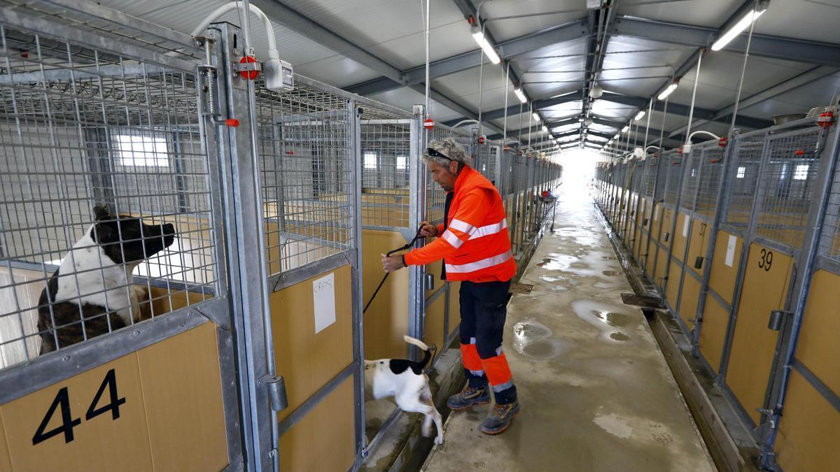 Un trabajador atiende a los perros alojados en las instalaciones del Centro Municipal de Protección Animal de Zaragoza.