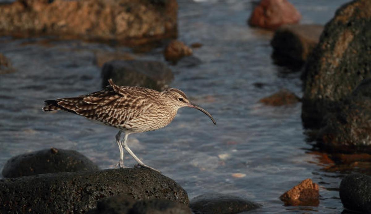 Arrecife, un mirador de aves marinas