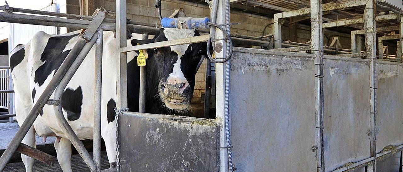 Vacas frisonas en la explotación ganadera de la finca que la Diputación tiene en Lalín. |  // BERNABÉ/JAVIER LALÍN