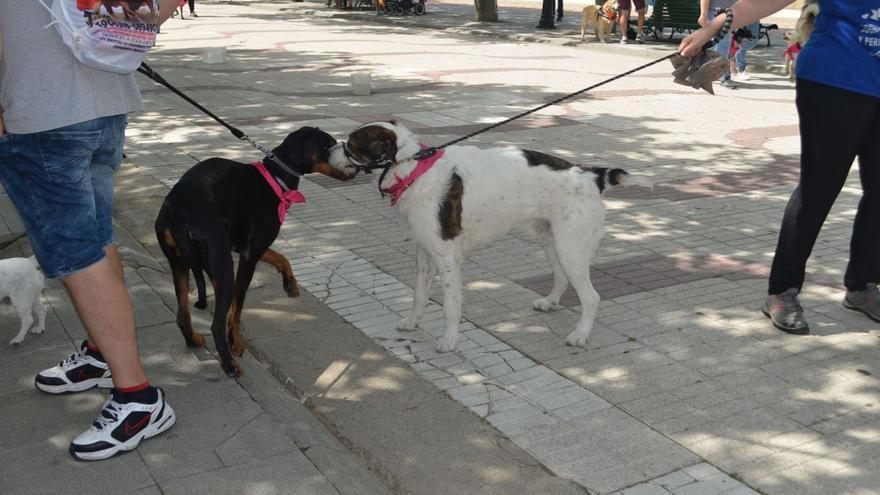 El censo canino municipal registra en Benavente 2.088 perros, sujetos a la tasa por tenencia