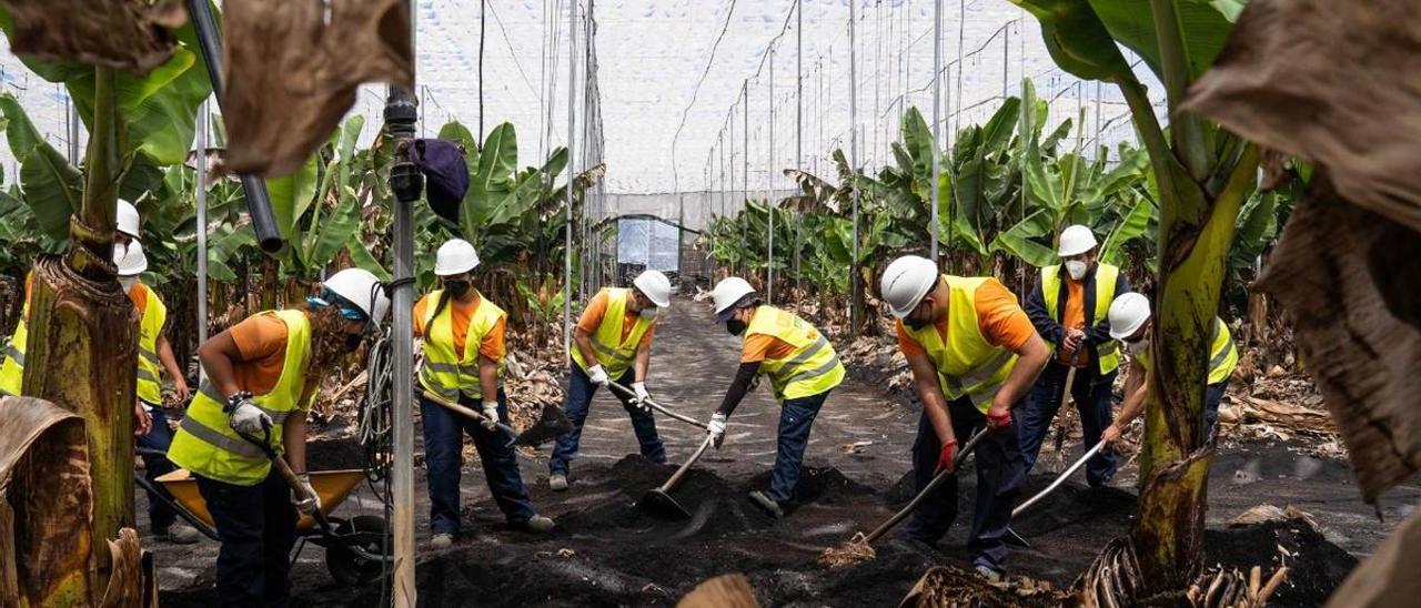 Trabajadores de Gesplan limpian la ceniza del volcán de las plataneras