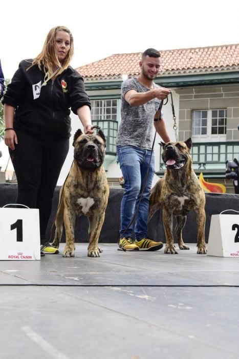 Celebración del I Certamen Nacional de perro ...