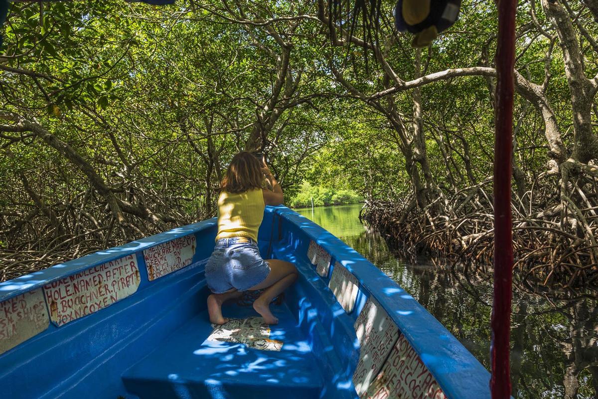 Un túnel de manglares guía hacia el edén de Roatán